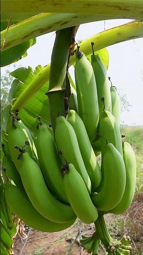 Musa Paradisiaca Plant #banana #fruit #vegetables