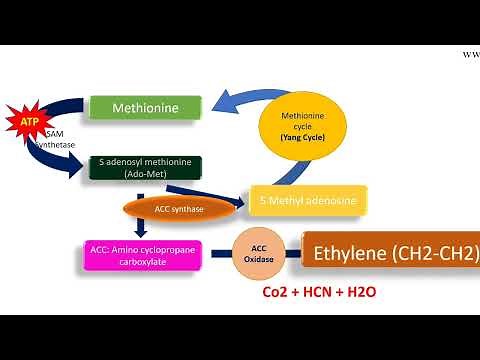 Ethylene biosynthesis pathway