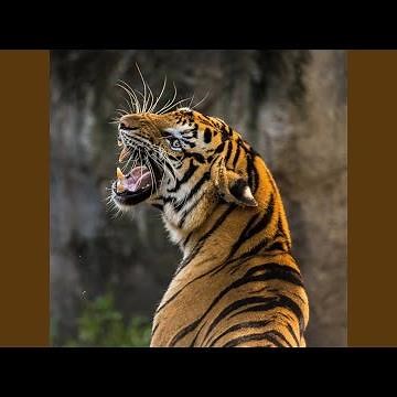 Tiger Roar