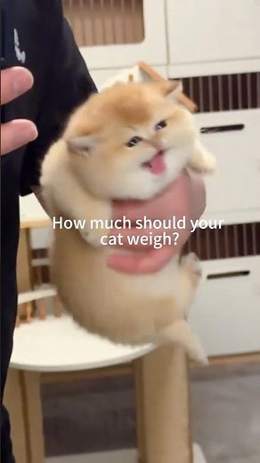How much should your cat weigh?
