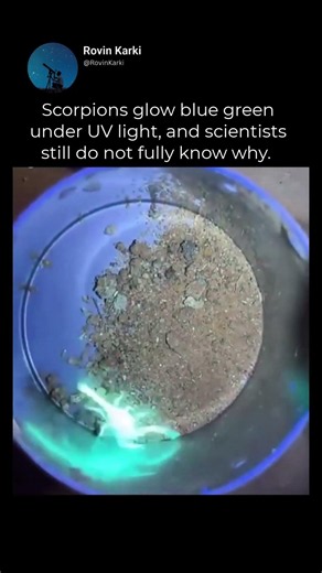 Scorpions glow blue green under UV light, and scientists still do not fully know why?