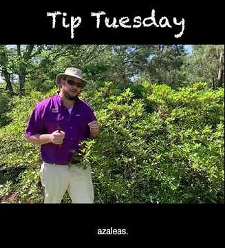 When and How to Prune Azaleas