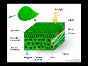 What Is the Importance of Chlorophyll for Photosynthesis