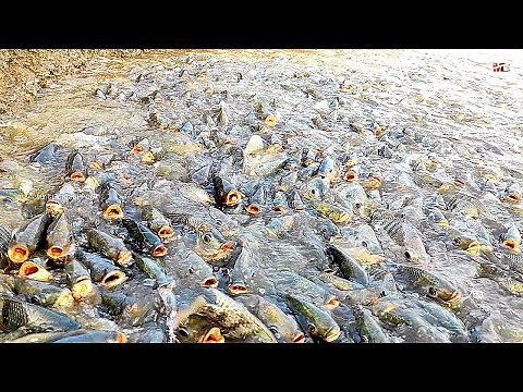 Feeding the Tilapia in large intensive aquaculture ponds || Raising Tilapia Farming