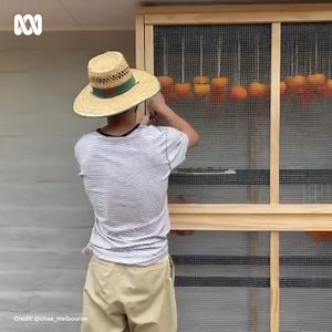 Now there's a setup.. 😮 'Autumn is here!! That means I begin drying! Gotgam to be served as a dessert soon.' - IG/ CHAE. What does Autumn mean for your jobs in the garden? 🍂 #Impressive #Dehydrator #DIY #Persimmon | Gardening Australia