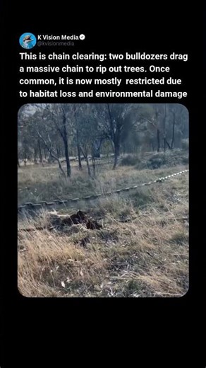 CHAIN CLEARING 🌳 Bulldozers Dragging Trees Down #history