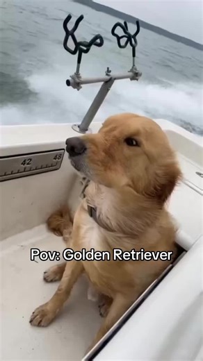 Golden Retriever Fun and Love