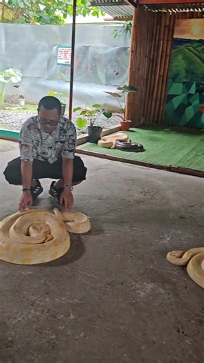 1.2K views · 14 reactions | Burmese python of Xzootic Animal Park #kabrainytv | Ka Brainy Tv | Facebook