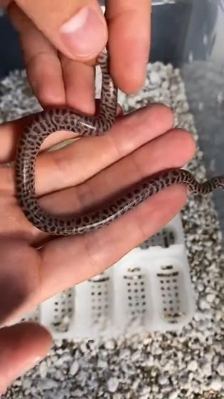 These Children's Python are not okay