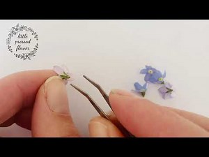 How to prepare forget me not flowers for the flower press. Flower Pressing Tips.