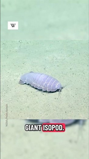 Meet the giant isopod, "Bathynomus giganteus".