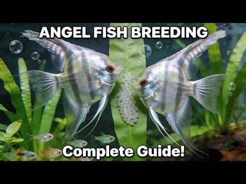 Angel fish breeding | How to breed Angelfish | Angelfish male and female difference.