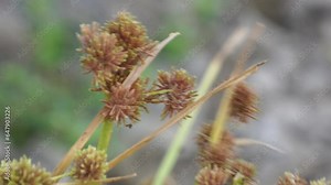 Cyperus Acuminatuss (coco-grass, Java grass, nut grass, purple nut sedge, purple nutsedge, red nut sedge, Khmer kravanh chruk, rumput teki) with natural background