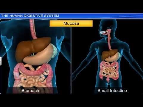 ICSE Class 9 Biology / Digestive System 1, The Human Digestive System