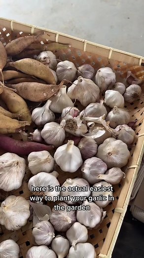 Easiest Method to Plant Garlic for Great Bulbs