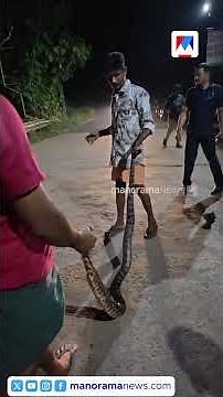 യാത്രയിൽ പെരുമ്പാമ്പിനെ പിടികൂടിയത് കണ്ട് വാഹനം നിർത്തി പ്രതിപക്ഷ നേതാവ് ഇറങ്ങി #PythonRescue
