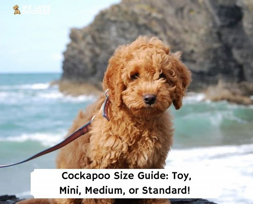 Cockapoo Size Guide: Toy, Mini, Medium, or Standard! - We Love Doodles