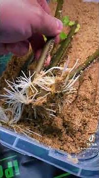 How To Root Plants And Cuttings The Easiest Method! Mind Blowing Results!