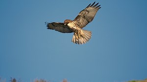 Red-Tailed Hawk