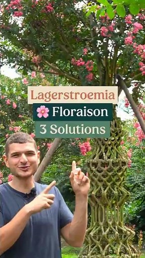 How to get abundant flowering on a Indian Lilac?