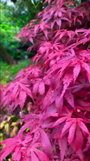 Japanese Maple | Acer Palmatum Atropurpureum