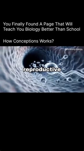 Explaining Biology on Instagram: "How Conception Works Conception is the process by which a pregnancy begins — when a sperm and an egg join to form a new life. Ovulation An ovary releases an egg once per cycle. The egg lives for about 12–24 hours. Sperm enters the body During intercourse, sperm travel through the reproductive tract and can live up to 5 days. Fertilization A sperm meets the egg in the fallopian tube and combines genetic material, forming a zygote. Cell division The zygote divides