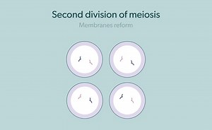 Mitosis Compared to Meiosis (IB)