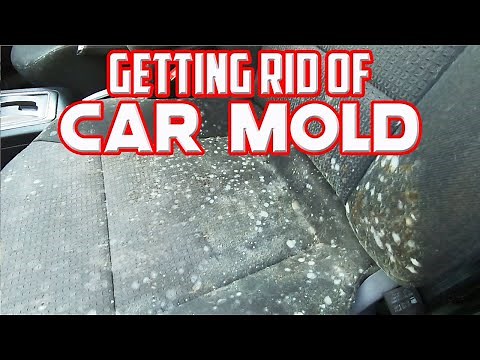 Getting Rid Of Terrible Mold In My Car With White Vinegar