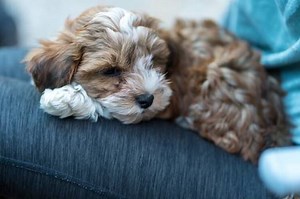 Havapoo Rescues for Adoption | Our Fit Pets