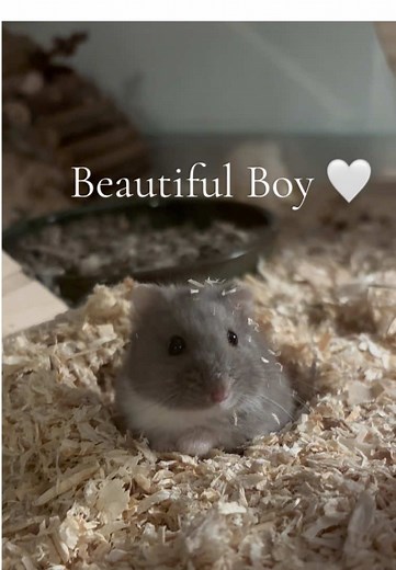 Cute Hamsters: Your New Best Pets