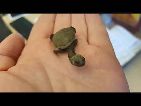 Eastern long-necked turtle hatchling at Adelaide Botanic Garden