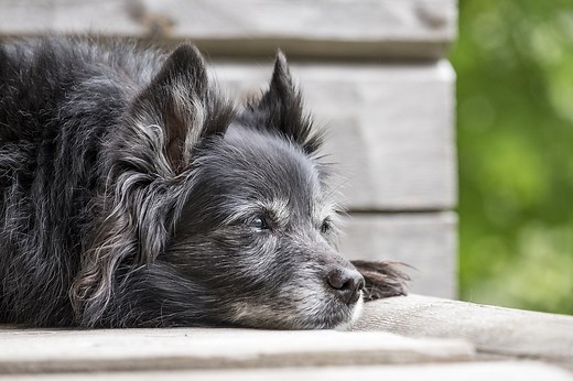 Are your dear old dog’s back legs collapsing? Here’s what to do