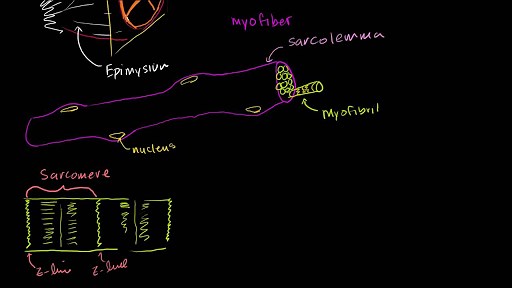 Anatomy of a skeletal muscle fiber