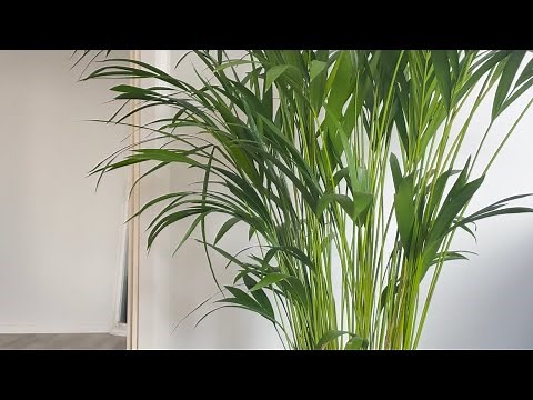 Pruning of Areca Palms|How to take care of brown tips on palm trees