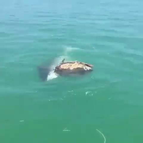 Must-See Little Turtle’s Struggle in Harsh Reality