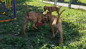 3.3K views · 126 reactions | PUPPIES! PUPPIES! PUPPIES! We have 9 puppies now up for adoption! The Nifty Nine are the 11-week-old puppies of Cinnamon Bun, who is a hound mix and weighs approximately 40 pounds. Come see your next furever friend at GCHS, which is open seven days week. Learn more at www.gulfcoasthumanesociety.org | Gulf Coast Humane Society | Facebook