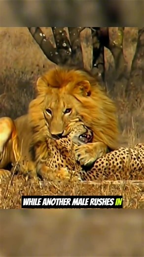 The Cheetah Never Stood A Chance Against The Lion King #animals #lion #cheetah