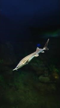 Meet the lake sturgeon, one of the oldest and most remarkable fish in the Great Lakes! 🐟✨