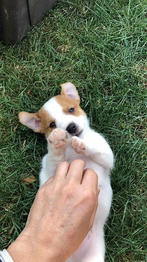 21K views · 841 reactions | 冀Amadeus du Bois de Capsil 冀 d i s p o | Jack russell de Capsil | Facebook