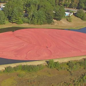 87K views · 576 reactions | What is this strange red feature?  Hint: it may find its way to your table this week... | Science Channel | Facebook