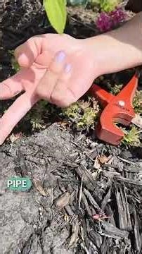 #mycarolinagarden How to fix a cut drip irrigation line EASILY #dripirrigation