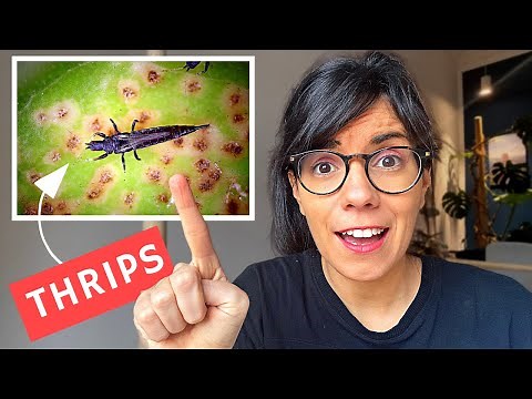 GET RID OF THRIPS (and make sure they never come back)