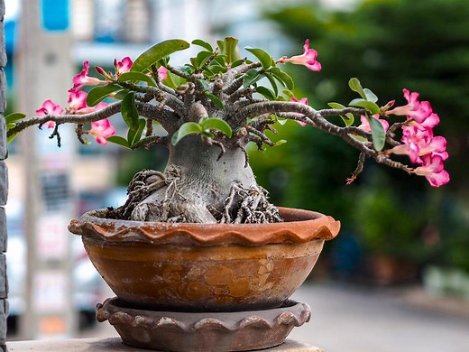 How to Grow a Desert Rose  - Bunnings Australia