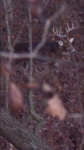 Snort Wheeze Brings 160” Buck In On A String!
