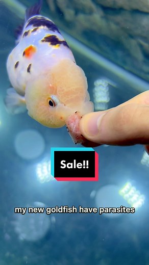 Removing Parasites from Goldfish: Effective Methods Revealed