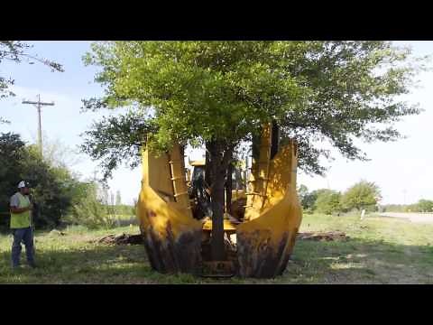 Tree Transplanting Process