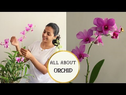 How to care for an Orchid Plant Indoors | Easy Orchid Care Tips for Beginners | Garden Vibes