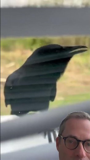 This Crow Talks Like a Human! 🐦🗣️ Unreal Skills! #crow #mimicry #birds #crowlovers #funny