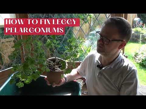 What to Do with Leggy Pelargoniums | How to Take Pelargonium Cuttings | How to Care for Pelargoniums