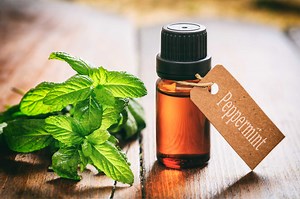 Ratio of Peppermint Oil to Water for Repelling Mice